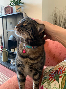 Pet Sitting | Love Cats Buxton