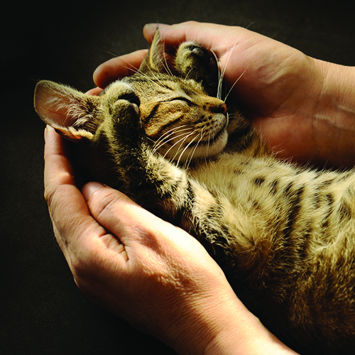 Pet Sitting | Love Cats Buxton Pet Sitting | Love Cats Buxton