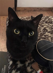 Pet Sitting | Love Cats Buxton