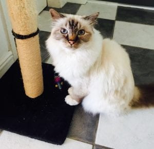 Pet Sitting | Love Cats Buxton