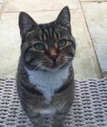 Love Cats Buxton