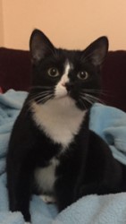 Love Cats Buxton