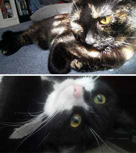 Cat Sitting | Love Cats Buxton