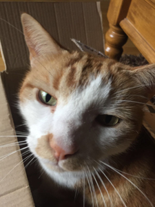 Cat Sitting | Love Cats Buxton