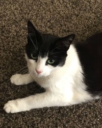 Cat Sitting | Love Cats Buxton