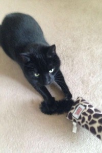 Love Cats Buxton