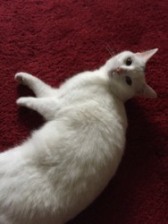 Love Cats Buxton