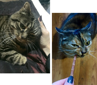 Cat Sitting | Love Cats Buxton