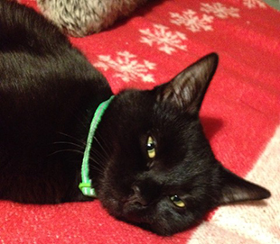 Cat Sitting | Love Cats Buxton