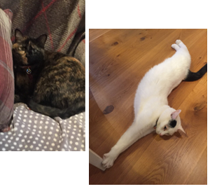 Cat Sitting | Love Cats Buxton
