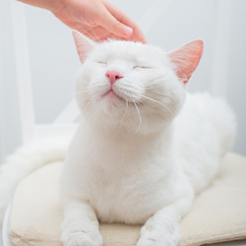 cat-on-chair