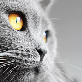 Pet Sitting | Love Cats Buxton Pet Sitting | Love Cats Buxton