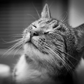 smiler