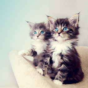 welcome_image1