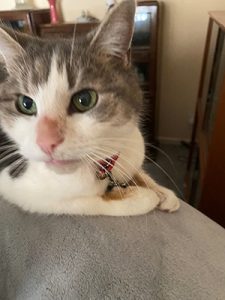 Pennie | Love Cats Buxton